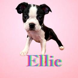 Boston Terrier Puppies from Belen's Boston Terriers