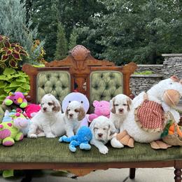 Clumber Spaniel puppies from Clussexx Kennels