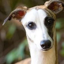 Thelma - Whippet
