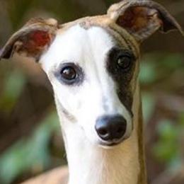 Thelma - Whippet