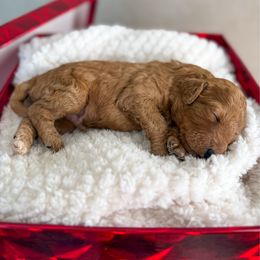 Grinch - Red  male Goldendoodle puppy in Warsaw, Ohio from Lovabledoodles