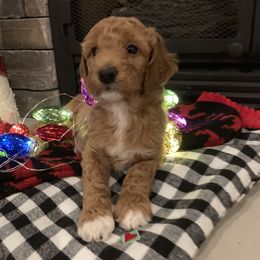 Bernedoodle, Goldendoodle, and Aussiedoodle Puppies from Lakeside Doodles