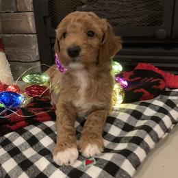 Bernedoodle, Goldendoodle, and Aussiedoodle Puppies from Lakeside Doodles