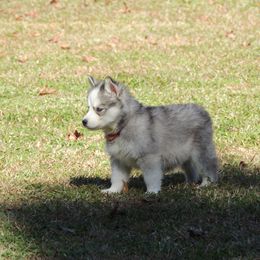 Pomsky and Siberian Husky Puppies from Beastly Beauties Huskies & Pomskies