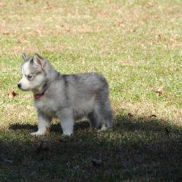 Pomsky and Siberian Husky Puppies from Beastly Beauties Huskies & Pomskies