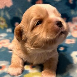 Biscuit - Liver and white male Shih Tzu puppy in Hemet, California from Aloha Shih Tzu
