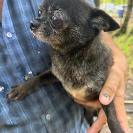 Nugget - Fawn and white male Chihuahua puppy in New Port Richey, Florida from The Wolf Pack
