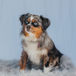 Denim - Miniature American Shepherd