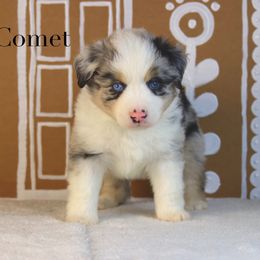 COMET - Blue merle male Miniature American Shepherd puppy in Puyallup, Washington from TRAILS END (FERGI’S) GEMINI
