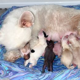 Chinese Crested and Poodle Puppies from Ariella Standard Poodles & Chinese Cresteds
