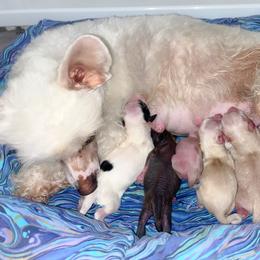 Chinese Crested and Poodle Puppies from Ariella Standard Poodles & Chinese Cresteds