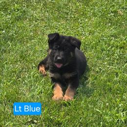 Miss Light Blue - Black and red female German Shepherd puppy in Sumner, Iowa from Vom Wilke Kennels