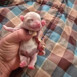 Mercedes - Cream and white female Chihuahua puppy in Amity, Pennsylvania from Baxters Chihuahuas