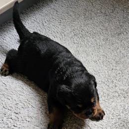 Princess Vom Hause Pragacz - Black and mahogany female Rottweiler puppy in Bartonsville, Pennsylvania from Karol's Rottweilers