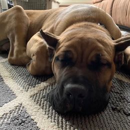 Cane Corso Puppies from DiCampo Cane Corso