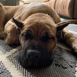 Cane Corso Puppies from DiCampo Cane Corso