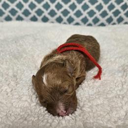 Boy 2 - male Goldendoodle puppy in Flat Rock, North Carolina from Sukisdoodles