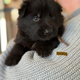 Gawain-Brown - Black male German Shepherd puppy in Medical Lake, Washington from Nine Realms German Shepherds