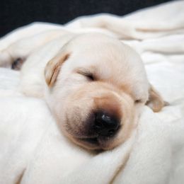 Prince Humperdink - Brown Collar - Yellow male Labrador Retriever puppy in Cocoa, Florida from Harrison's Lakeside Labradors LLC