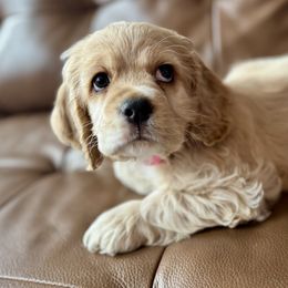 Cockapoos, Cocker Spaniels, and Poodles from Sweet Tails