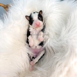 Black Tri - Tri-color female Bernedoodle puppy in Cedar City, Utah from Cedar Doodles- Home of the Teddybear Goldendoodle