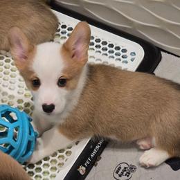 Powder - Red male Pembroke Welsh Corgi puppy in Palm Bay, Florida from Space Coast Corgi