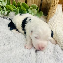 Lizi - Black and white female Aussiedoodle puppy in Hamilton, Michigan from White Pine Farm