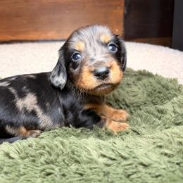 Sparrow - Dapple male Dachshund puppy in Washburn, Tennessee from Clinch Mountain Dachshunds