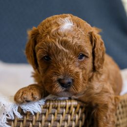 Bernedoodle and Cavapoo Puppies from Little Diamond Doodles