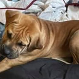 Boerboels and Cane Corso from DeCola’s Mastiff Paws