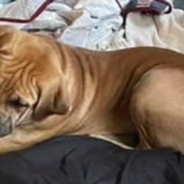 Boerboels and Cane Corso from DeCola’s Mastiff Paws