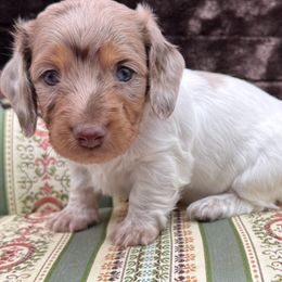 Dachshunds from Baker's Farm Dachshunds