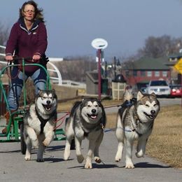 Alaskan Malamute All Grown Up from Tarnish Malamutes