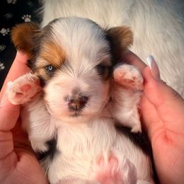 Lexi baby girl - Parti female Yorkshire Terrier puppy in Machesney Park, Illinois from Three Yorkie Family