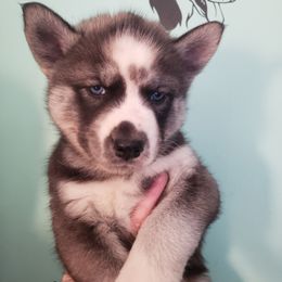 Siberian Husky Puppies from Harrington's Huskies