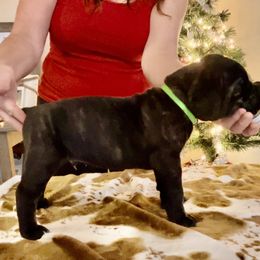 Boy 4 - Cane Corso puppy from Midnight Cane Corso USA