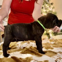 Boy 4 - Cane Corso puppy from Midnight Cane Corso USA