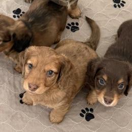 Dachshunds from Devoted Doxies Cream Dachshund