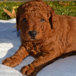 Douglas - Red  male Goldendoodle puppy in Arcadia, California from Ginger Doodles