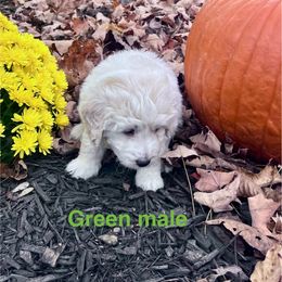 Aussiedoodle Puppies from Crabtree Farm Doodles