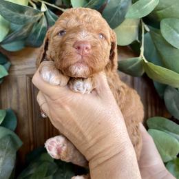Cedar - Yellow and white female Bernedoodle puppy in Superior, Arizona from Mountain Bridge Doodles