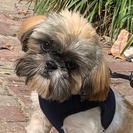 Shih Tzu Puppies from Willow Lane Shih Tzus