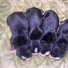 Female 2 - Black rust and white female Bernese Mountain Dog puppy in Merrill, Michigan from Happy Tails Family Farm