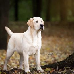 Cane - Labrador Retriever