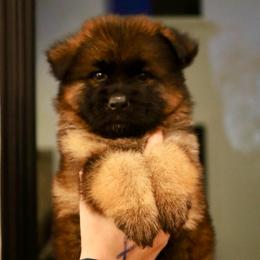 Heron - Sable male German Shepherd puppy in Canton, Texas from WILDWOOD GERMAN SHEPHERDS