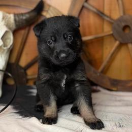 Rival - Bi-color female German Shepherd puppy in Beech Grove, Arkansas from Ze Zadnich lesu