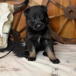 Rival - Bi-color female German Shepherd puppy in Beech Grove, Arkansas from Ze Zadnich lesu