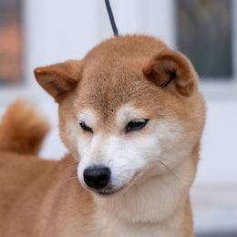 Lady Birdie - Shiba Inu