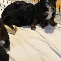 Cavapoo Puppies from House of Cavapoos