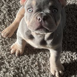 French Bulldog Puppies from MadCity Frenchies